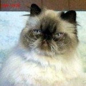 Meet your Posher, Frankie s